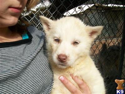 Wolf Dog Puppies for Sale